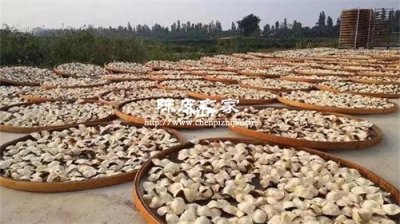 陳皮是不是每年都要拿出來曬一曬