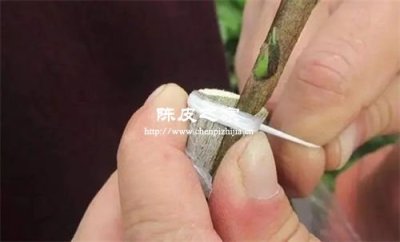 陳皮駁枝柑和圈枝柑的區別