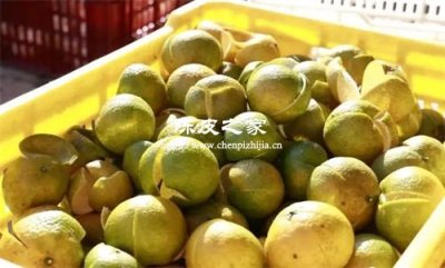 廣東四會(huì)陳皮的水果是哪種