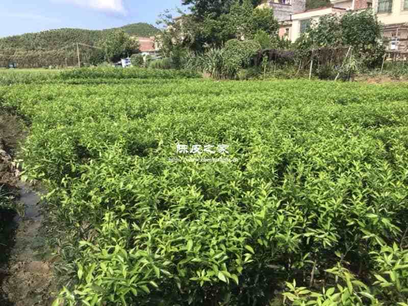 新會陳皮圈枝和嫁接有什么不一樣