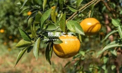 新會(huì)陳皮圈枝和駁枝的功效差別大嗎