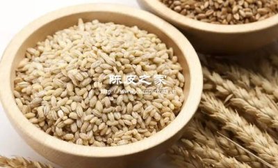 陳皮和大麥泡水喝是養(yǎng)胃的嗎