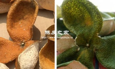 中藥青皮和陳皮還有紅皮有什么區別
