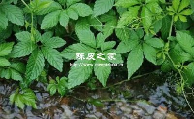 絞股藍搭配陳皮泡水喝的好處