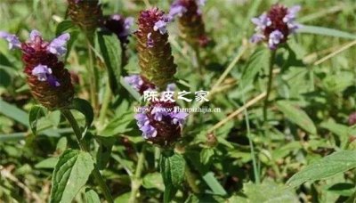 夏枯草和陳皮一起泡的功效