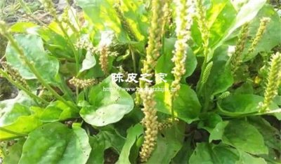 咽喉疼可以喝車前草陳皮水嗎