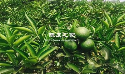 陳皮柑的種植技術與管理方法