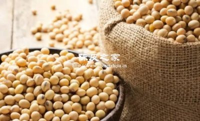 黃豆可以與陳皮一起煮水喝嗎