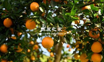 哪種品種的桔樹做陳皮好啊