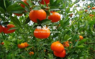 紅橘和蘆柑都可以做陳皮嗎