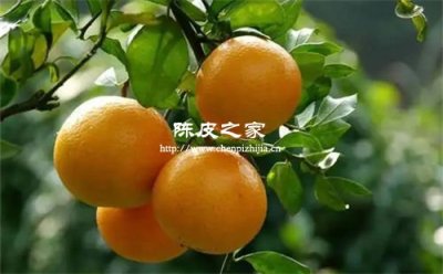 廣東四會(huì)陳皮用的果子是哪種
