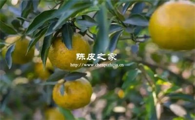 陳皮原枝柑和圈枝柑哪個好