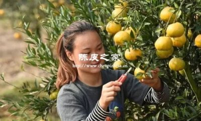 陳皮的制作過程和保存方法