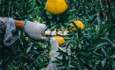 陳皮的制作步驟和注意事項