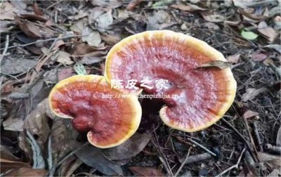 陳皮和靈芝可以一起泡酒嗎