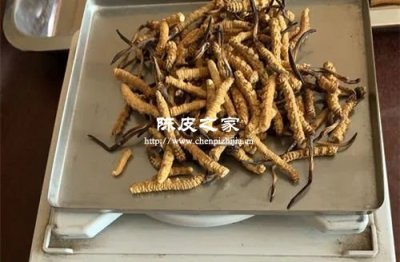 陳皮與冬蟲夏草可以一起泡水喝嗎