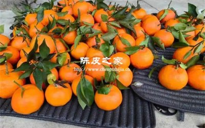 自家在家制作陳皮靠譜嗎