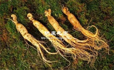 黃芪當(dāng)歸和陳皮可以搭配泡水嗎