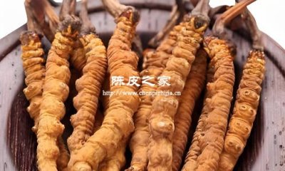 陳皮能和蟲草一起泡水喝嗎