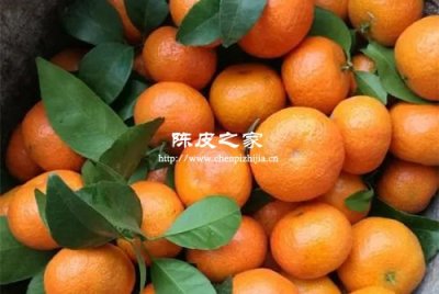 沙糖桔的橘皮可以做陳皮嗎