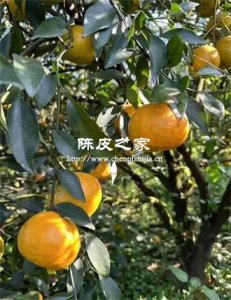 橘子皮怎么制作儲存能成為陳皮