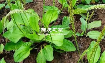 車前草和陳皮能一起泡水喝嗎