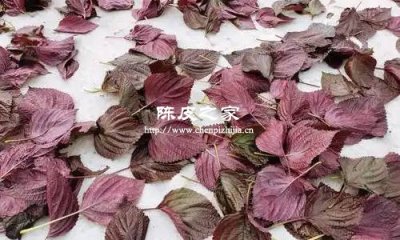 紫蘇陳艾陳皮一起熬水用量以及功效