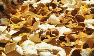 家里制作的陳皮要經(jīng)常曬一曬嗎