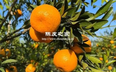 正宗的新會(huì)陳皮產(chǎn)地都分布在哪里