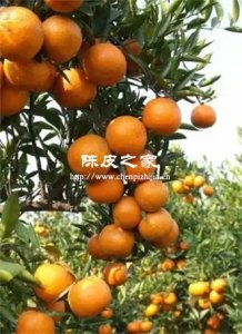 潮州陳皮與新會陳皮有哪些區別