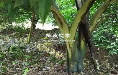 原枝陳皮和圈枝陳皮區(qū)別大嗎