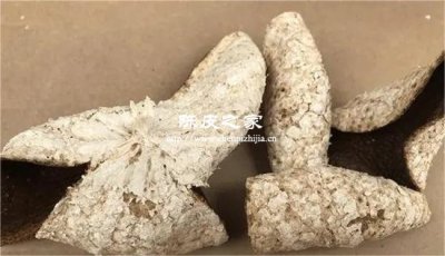 陳皮里面的白筋膜泡水喝要去掉嗎