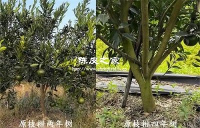 老樹陳皮和新樹陳皮有哪些區別