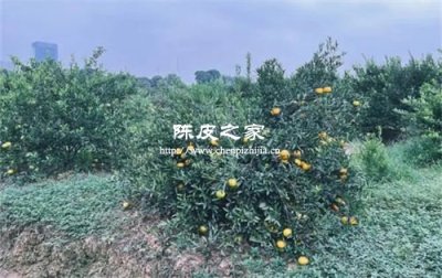 天馬陳皮和茶坑陳皮的區別