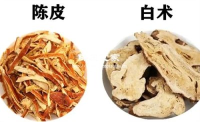 陳皮與白術泡水有什么禁忌嗎