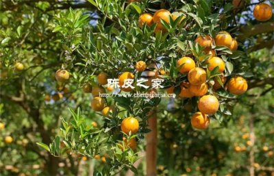 新會陳皮圈枝柑和原枝柑哪個好