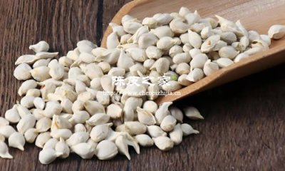 橘核是什么，能和陳皮一起泡水喝嗎