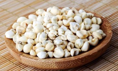 川貝老陳皮泡水喝有什么好處