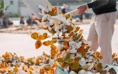 人工烘干和自然曬制：哪種陳皮更值得收藏？