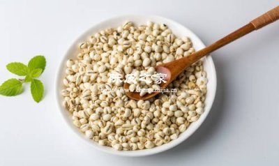 喉嚨干癢？陳皮配川貝煮水比喝糖水管用