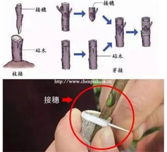 新會陳皮的駁枝圈枝原枝有啥區別