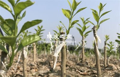 新會陳皮“圈枝苗”為何價比黃金？