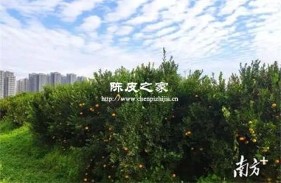 手感輕飄才是好的陳皮嗎?