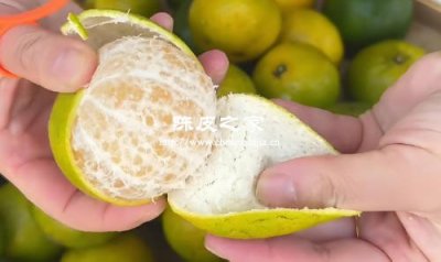 陳皮炮制全解：傳統工藝與現代改良