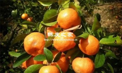 除了新會(huì)陳皮哪里的陳皮質(zhì)量也可以